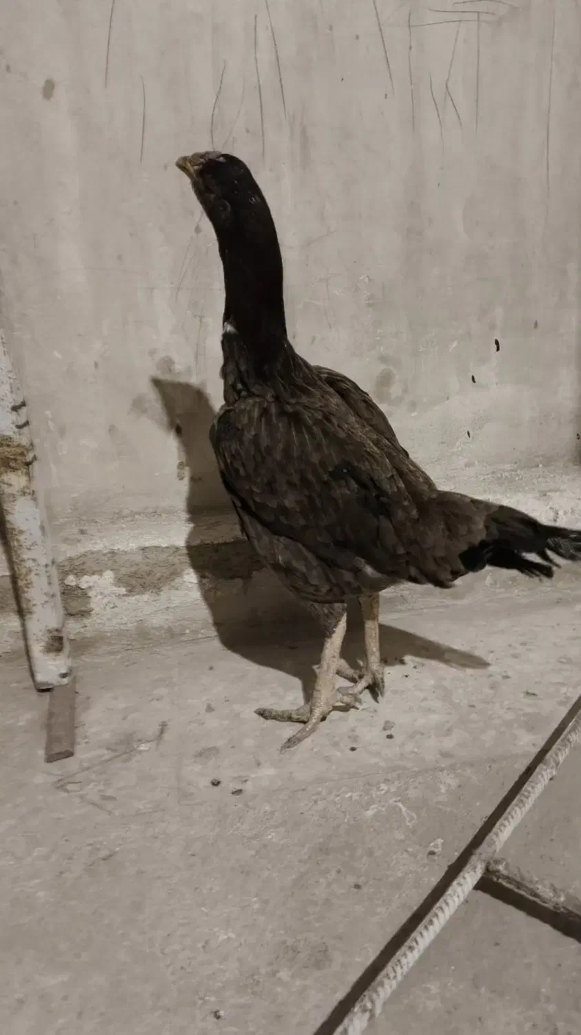 لاری افغان|حیوانات مزرعه|فلاورجان, |دیوار