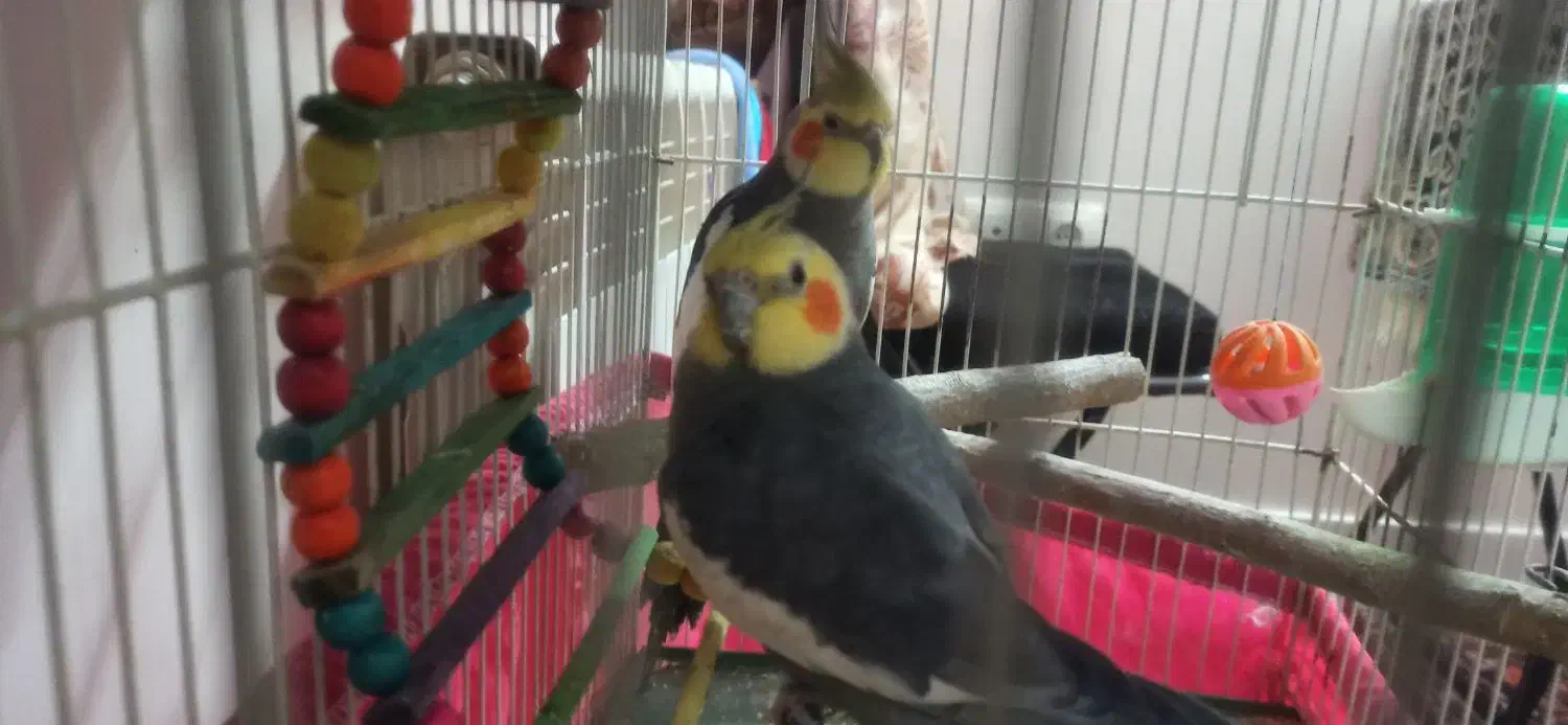 دو عدد عروس هلندی نر فوری|پرنده|تهران, مینای شمالی (مخبر)|دیوار