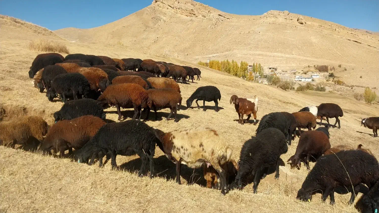 فروش گوسفند ۴۷عدد|حیوانات مزرعه|انگوران, |دیوار