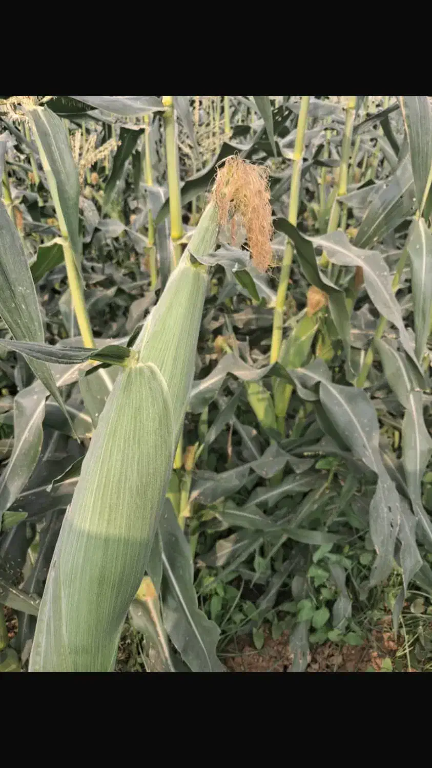 باغداری و خدمات|خدمات باغبانی و درختکاری|دزفول, |دیوار