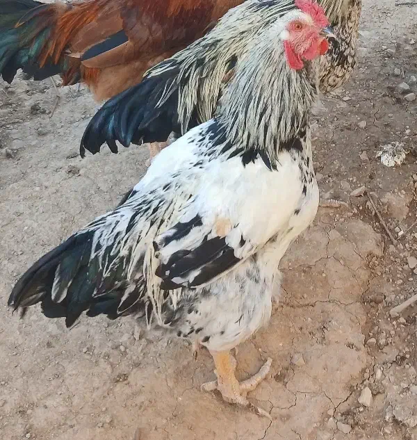 خروس محلی|حیوانات مزرعه|بجنورد, |دیوار