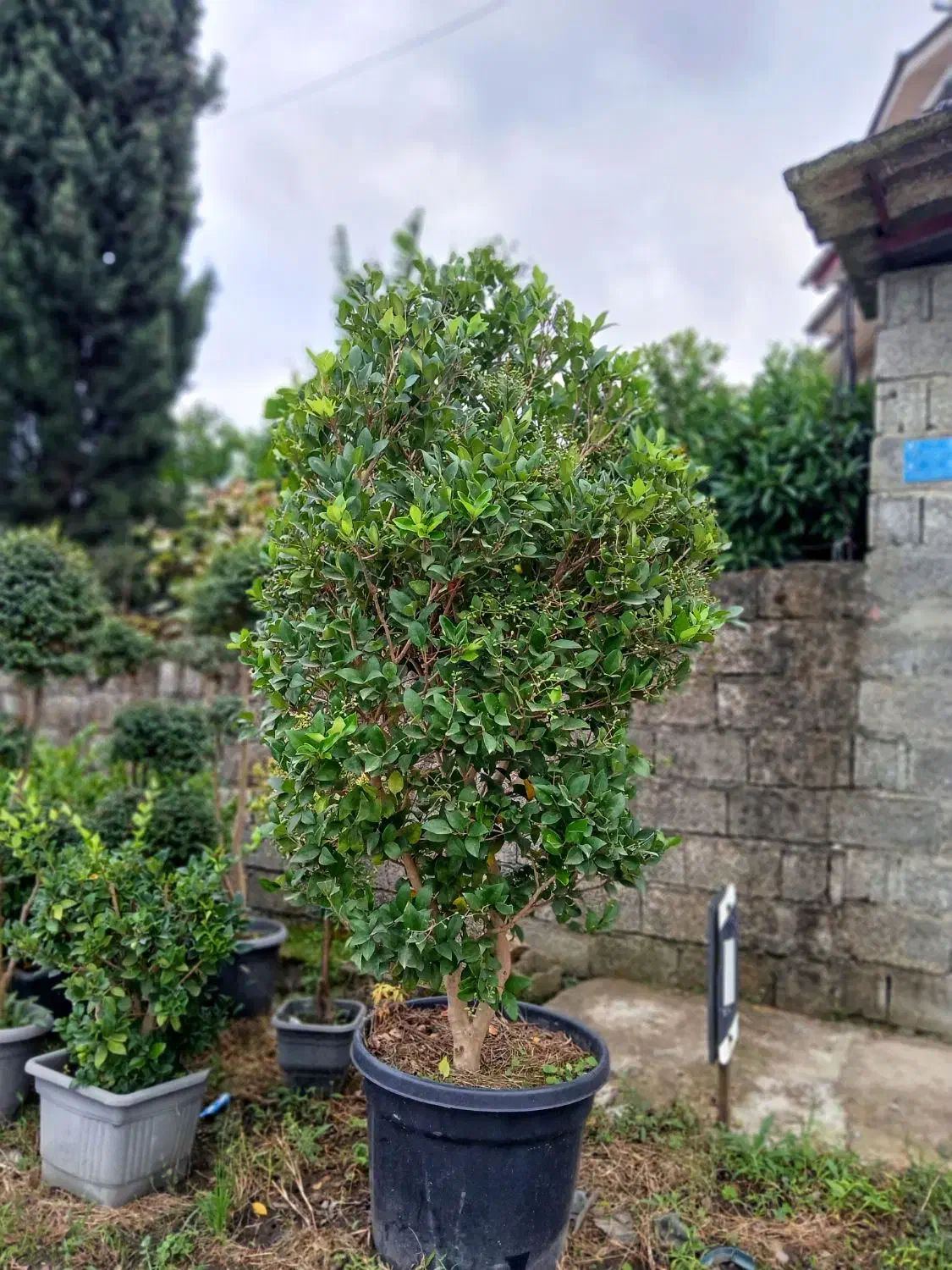 شمشا د طلایی|خدمات باغبانی و درختکاری|رامسر, |دیوار