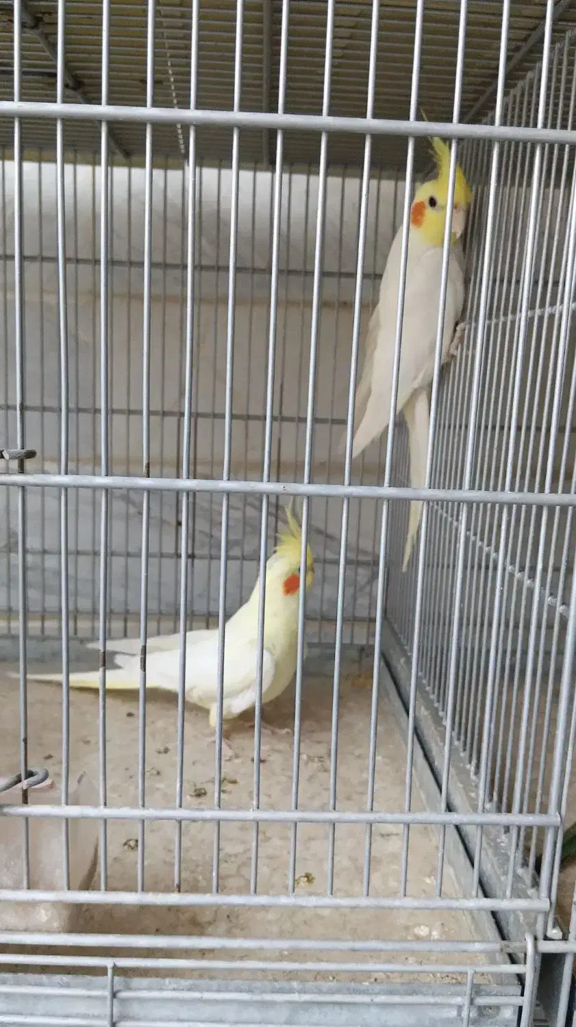 عروس هلندی جفت|پرنده|قم, انصارالحسین|دیوار