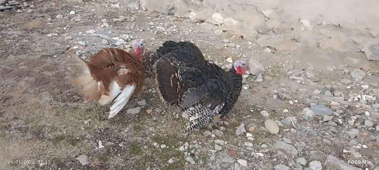 بوقلمون 3عدد|حیوانات مزرعه|مشگین شهر, |دیوار