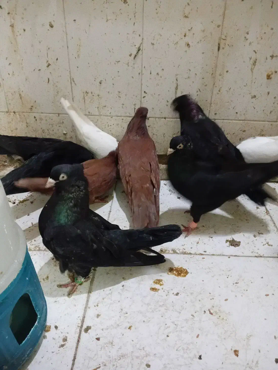 پرنده کبوتر|پرنده|بندر امام خمینی, |دیوار