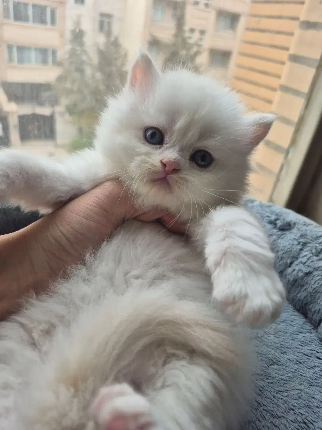 گربه اسکاتیش بریتیش|گربه|کرج, اتحاد|دیوار