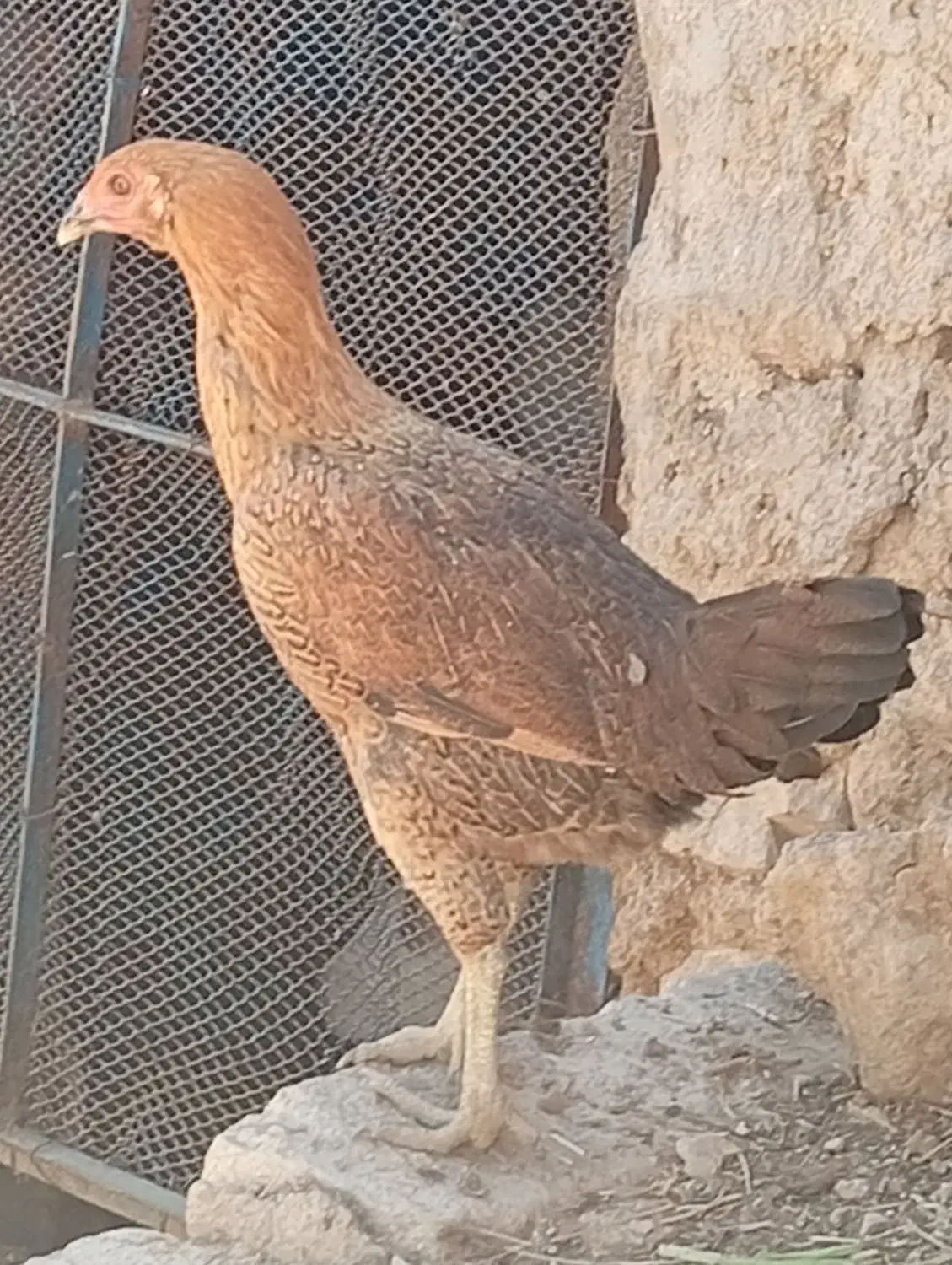 مرغ لاری 7 ماهه قلم سبز|حیوانات مزرعه|قیدار, |دیوار