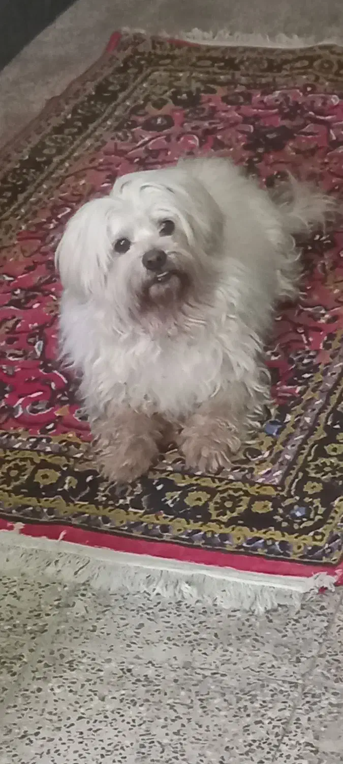 سگ شیتزو مالتیز نر|سگ|ارومیه, |دیوار