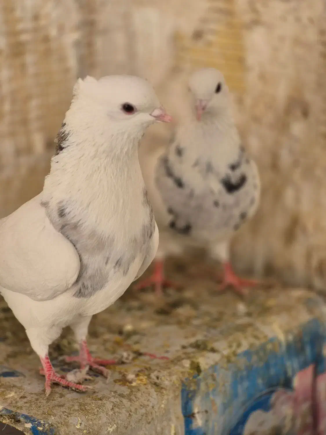 کبوتر طوقی الماسی|پرنده|شاهین‌شهر, حافظ شمالی|دیوار