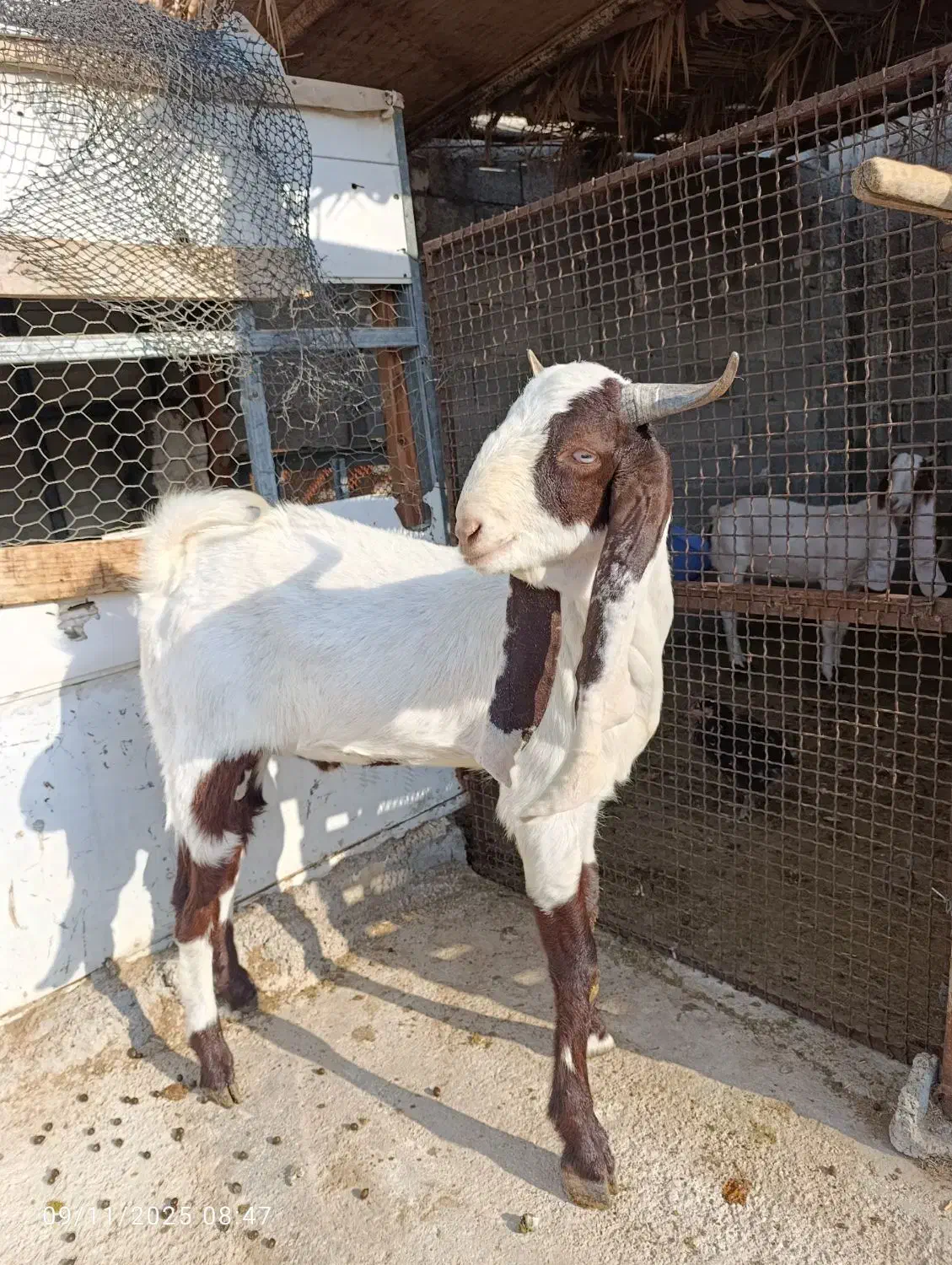 نربز گلابی|حیوانات مزرعه|چغادک, |دیوار