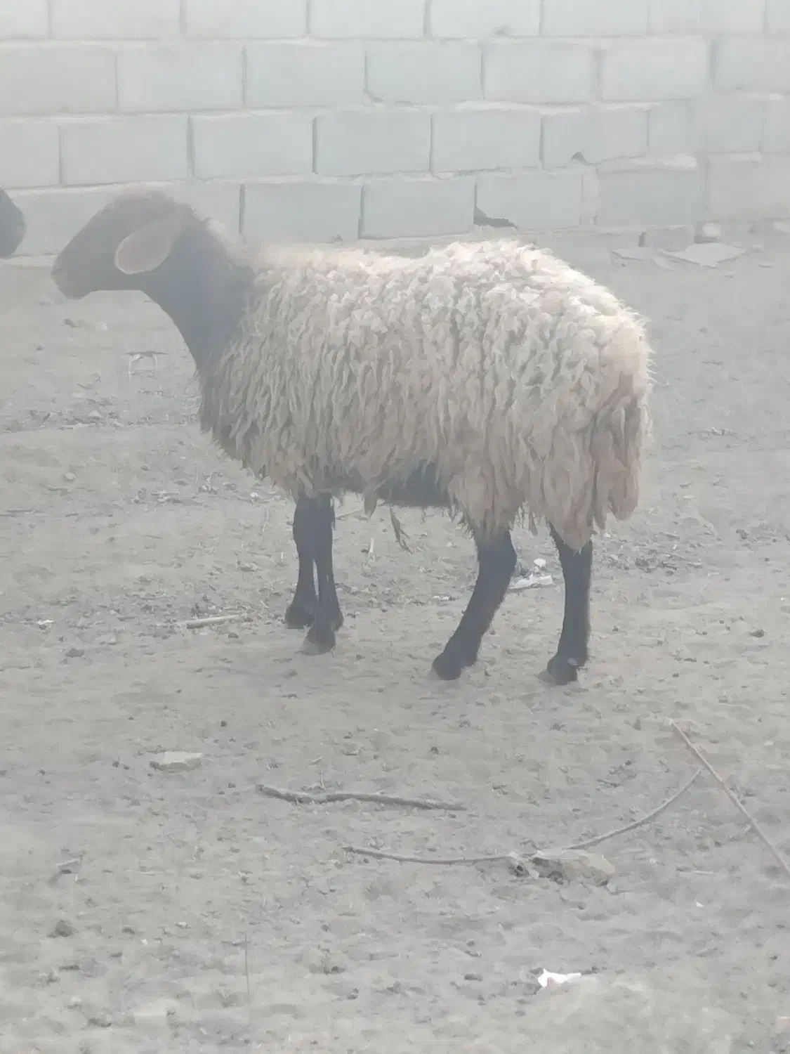 گوسفند آبستن ۴ ماه|حیوانات مزرعه|ماهدشت, |دیوار