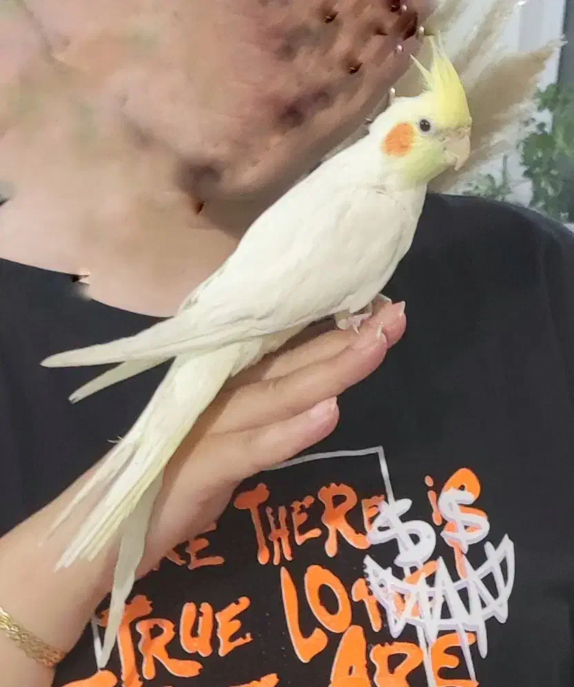 عروس هلندی|پرنده|گرمدره, |دیوار