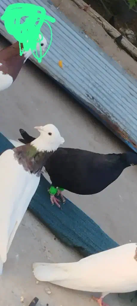 کبوتر|پرنده|شوشتر, |دیوار