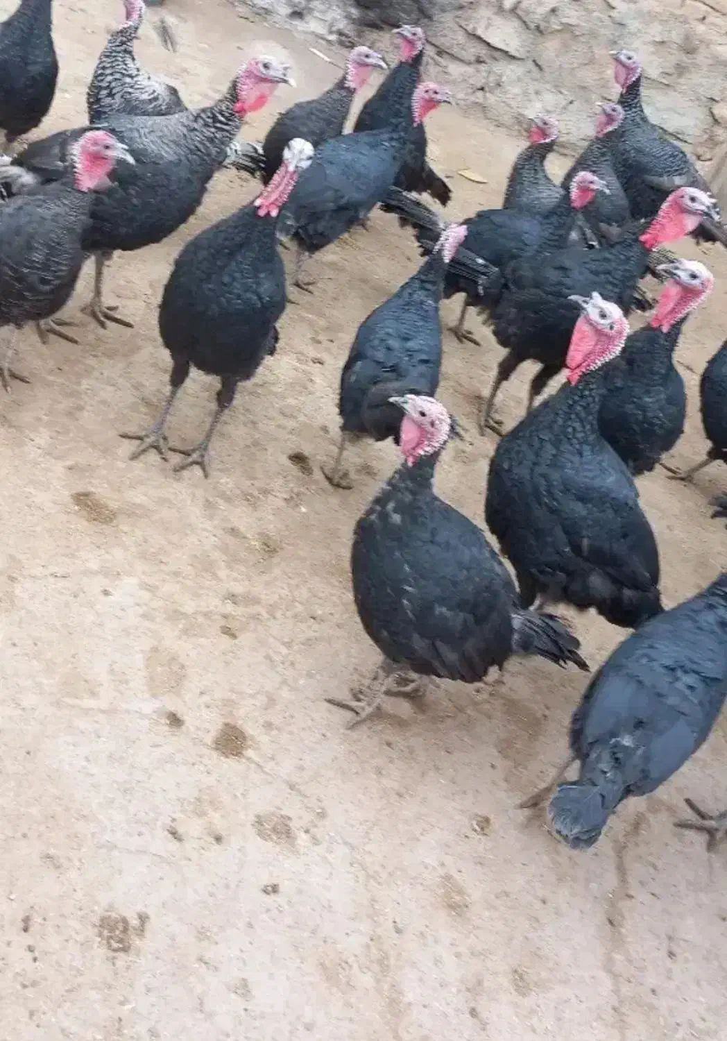 بوقلمون برنز فروشی|حیوانات مزرعه|سبزوار, میدان بار|دیوار