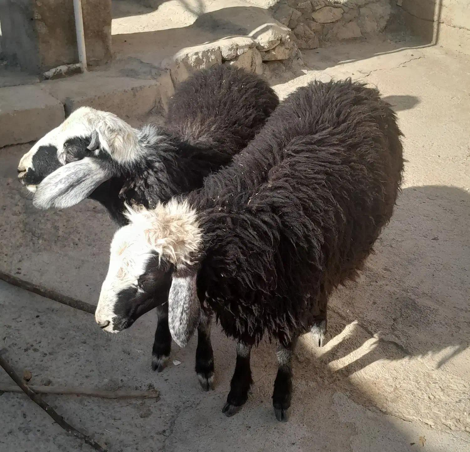 بره نر سبز افشاری|حیوانات مزرعه|نجفآباد, حومه نجف آباد|دیوار