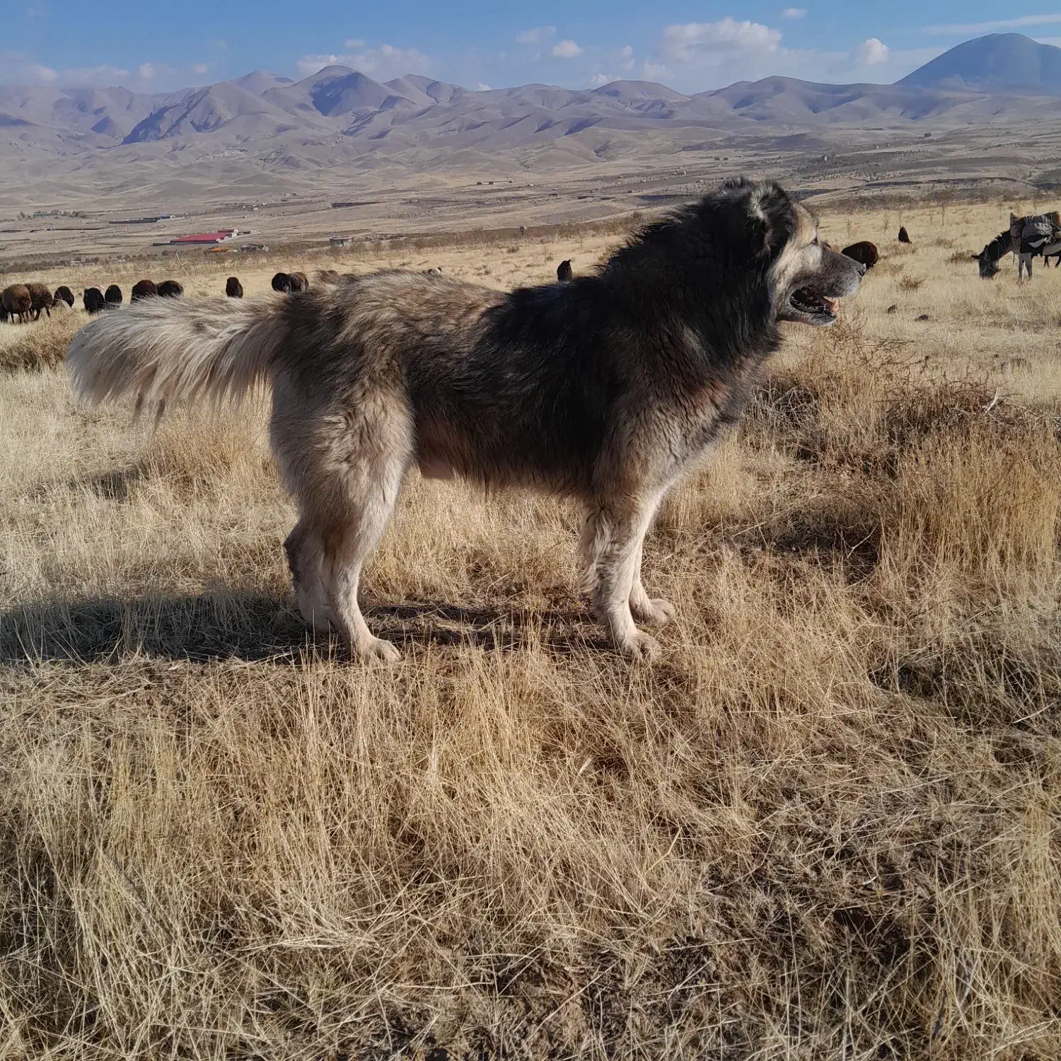 وا گذاری سگ گله سرابی|سگ|مرند, |دیوار