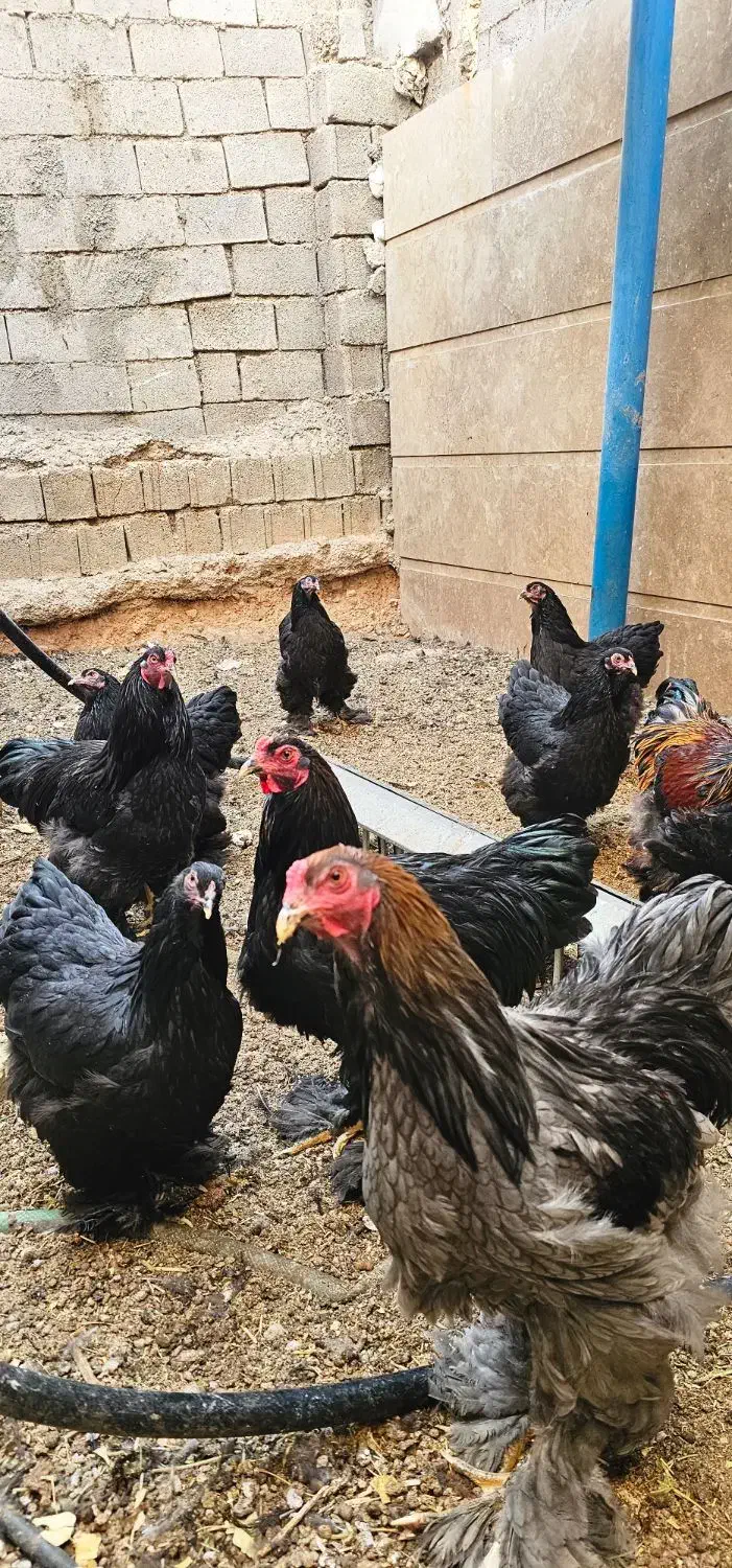 خروس برهما اصیل|حیوانات مزرعه|شیراز, شهرک فجر|دیوار