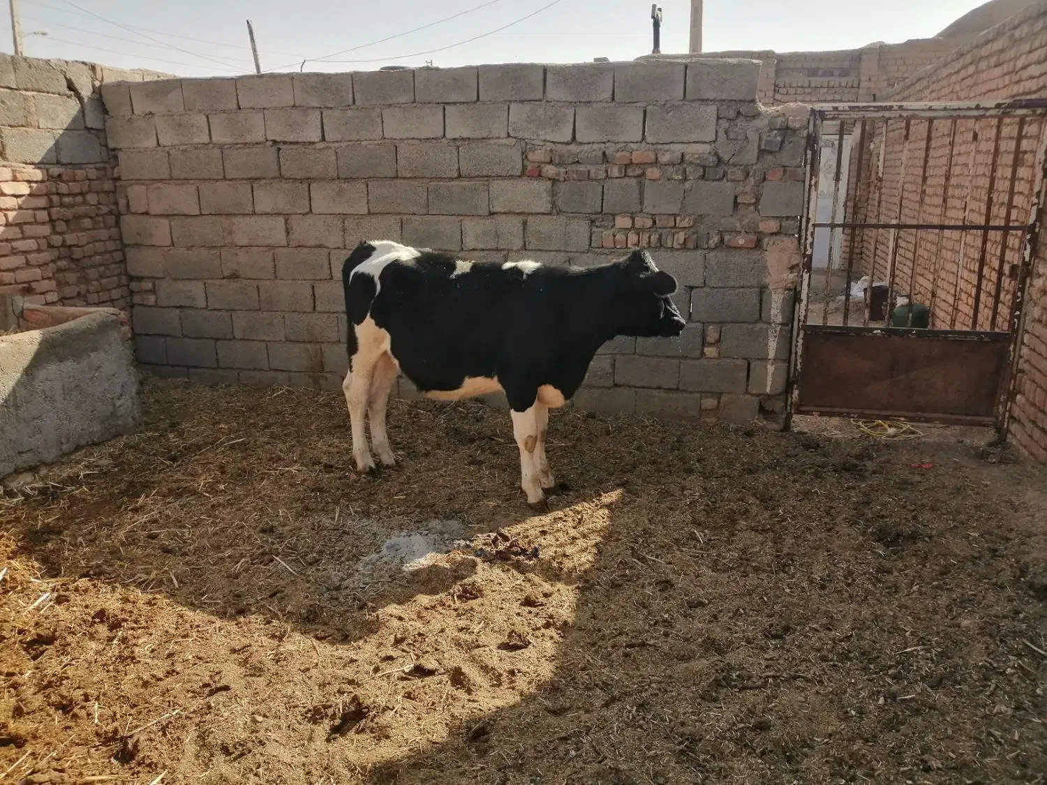گوساله ماده|حیوانات مزرعه|بردسکن, |دیوار