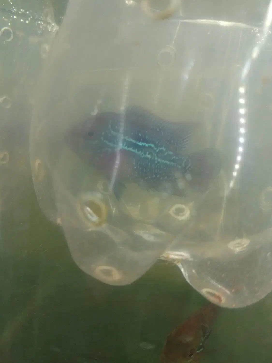 فروش فلاورهورن فلاور سوپر رد|ماهی|مشهد, حسابی جنوبی (شهرک غرب)|دیوار