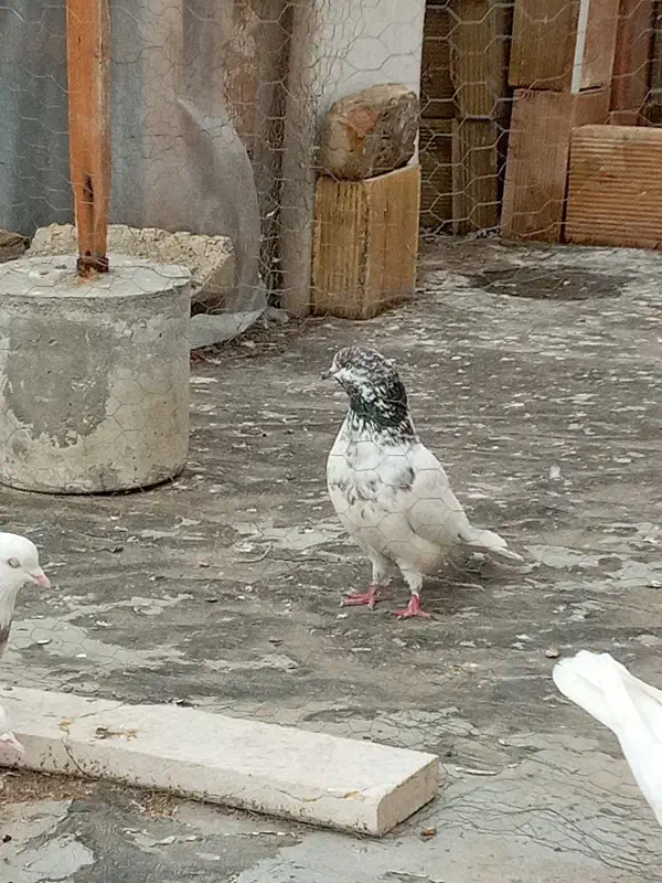کبوتر پرشی|حیوانات|کرج, عظیمیه|دیوار