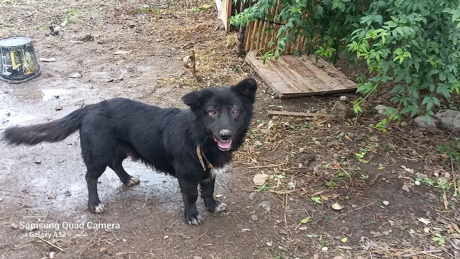 معاوضه با عروس هلندی|سگ|سرخنکلاته, |دیوار