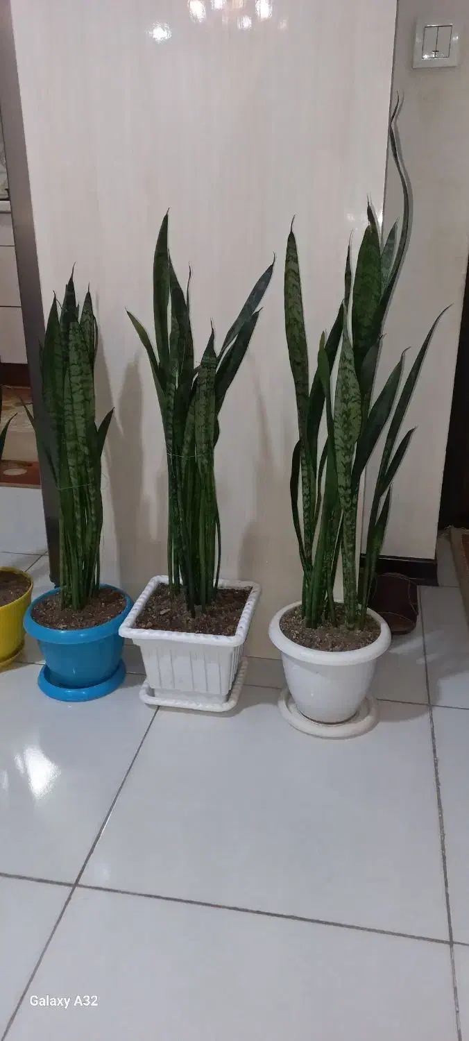 گل وگلدان آپارتمانی|گل و گیاه طبیعی|گرمدره, |دیوار