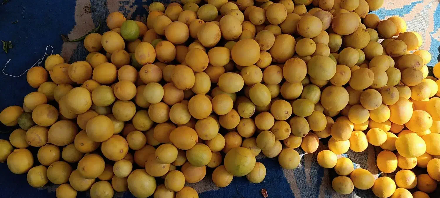 لیمو طبیعی برای اب گیری|عمدهفروشی|خرمشهر, |دیوار