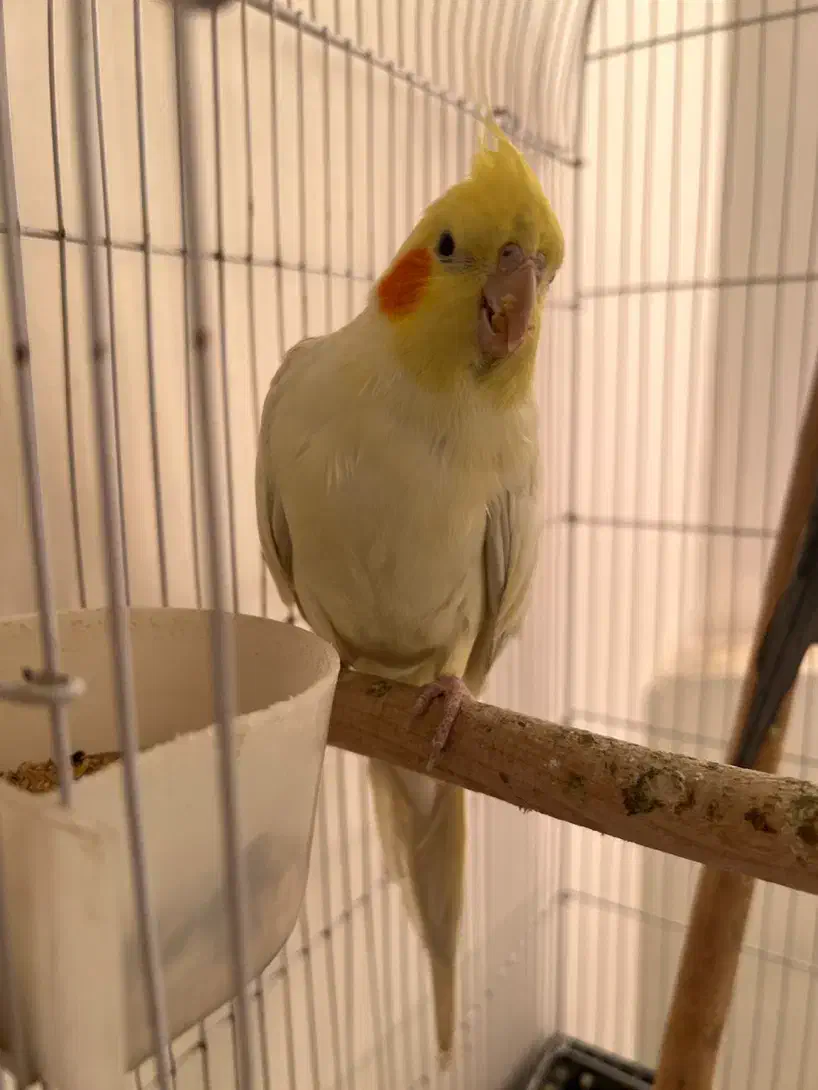 عروس هلندی|پرنده|تهران, سردارجنگل|دیوار