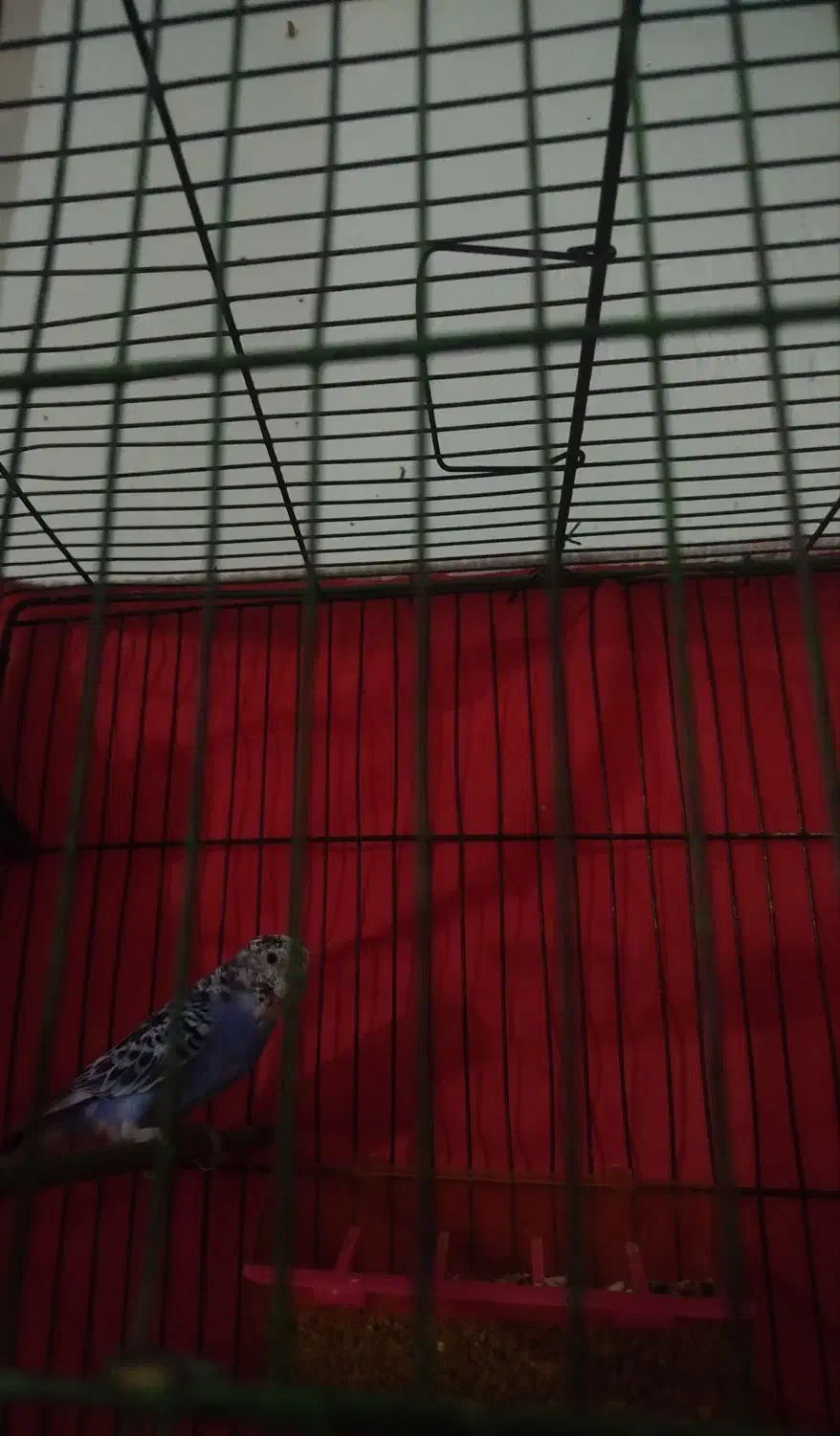 مرغ عشق سرحال وسالم|پرنده|زاهدان, |دیوار