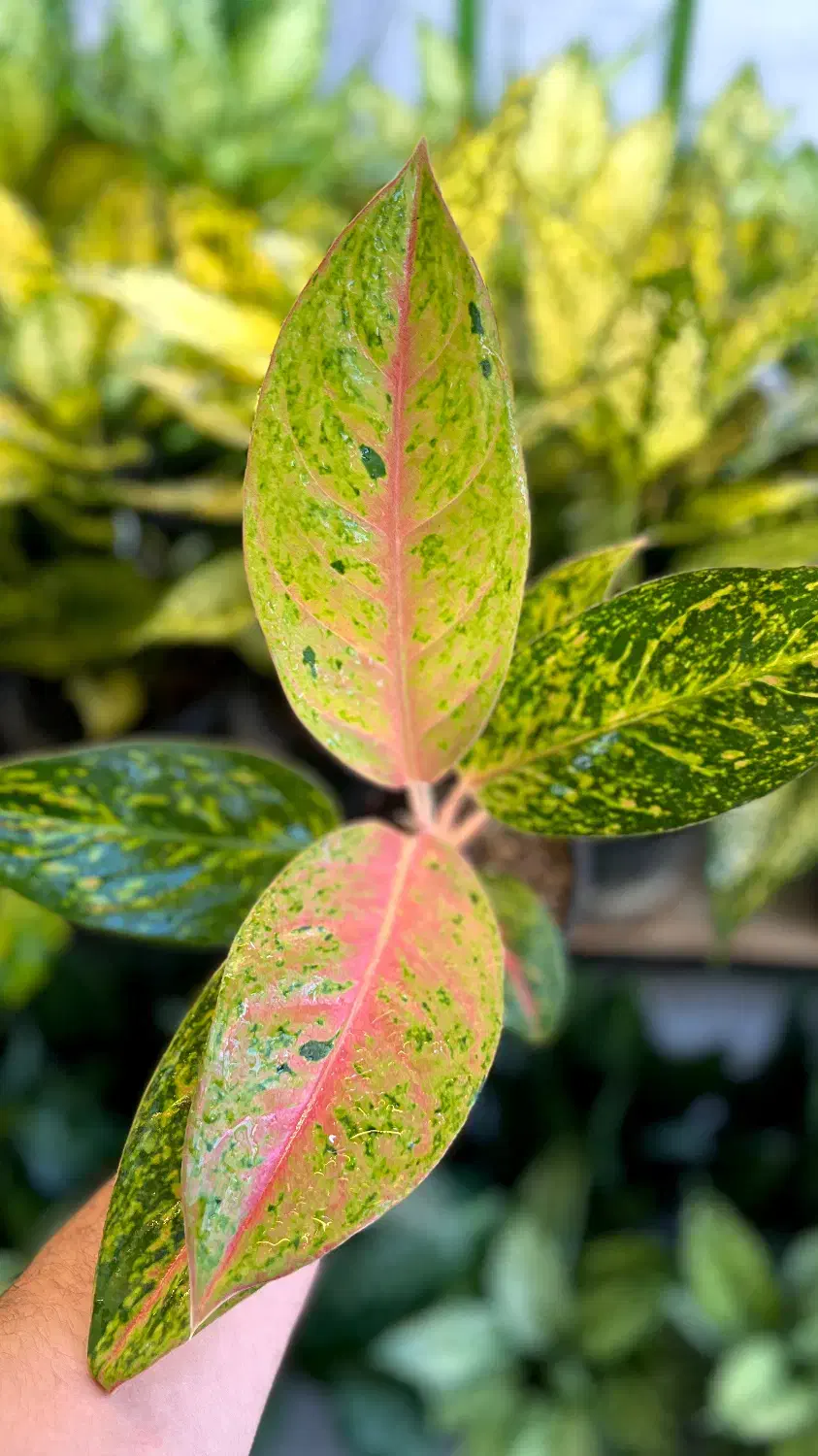 انواع آگلونما رنگی|گل و گیاه طبیعی|اهواز, کوی سعدی|دیوار