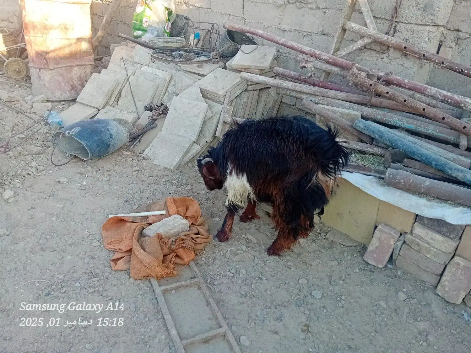 کهر نر|حیوانات مزرعه|زهک, |دیوار