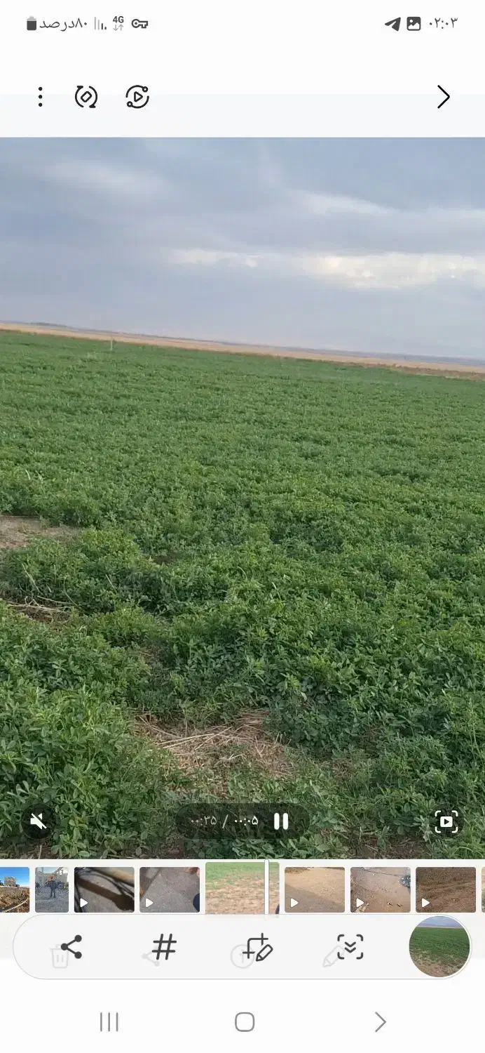 اجاره زمین کشاورزی|اجارهٔ دفتر صنعتی، کشاورزی، تجاری|قره پشتلو, |دیوار