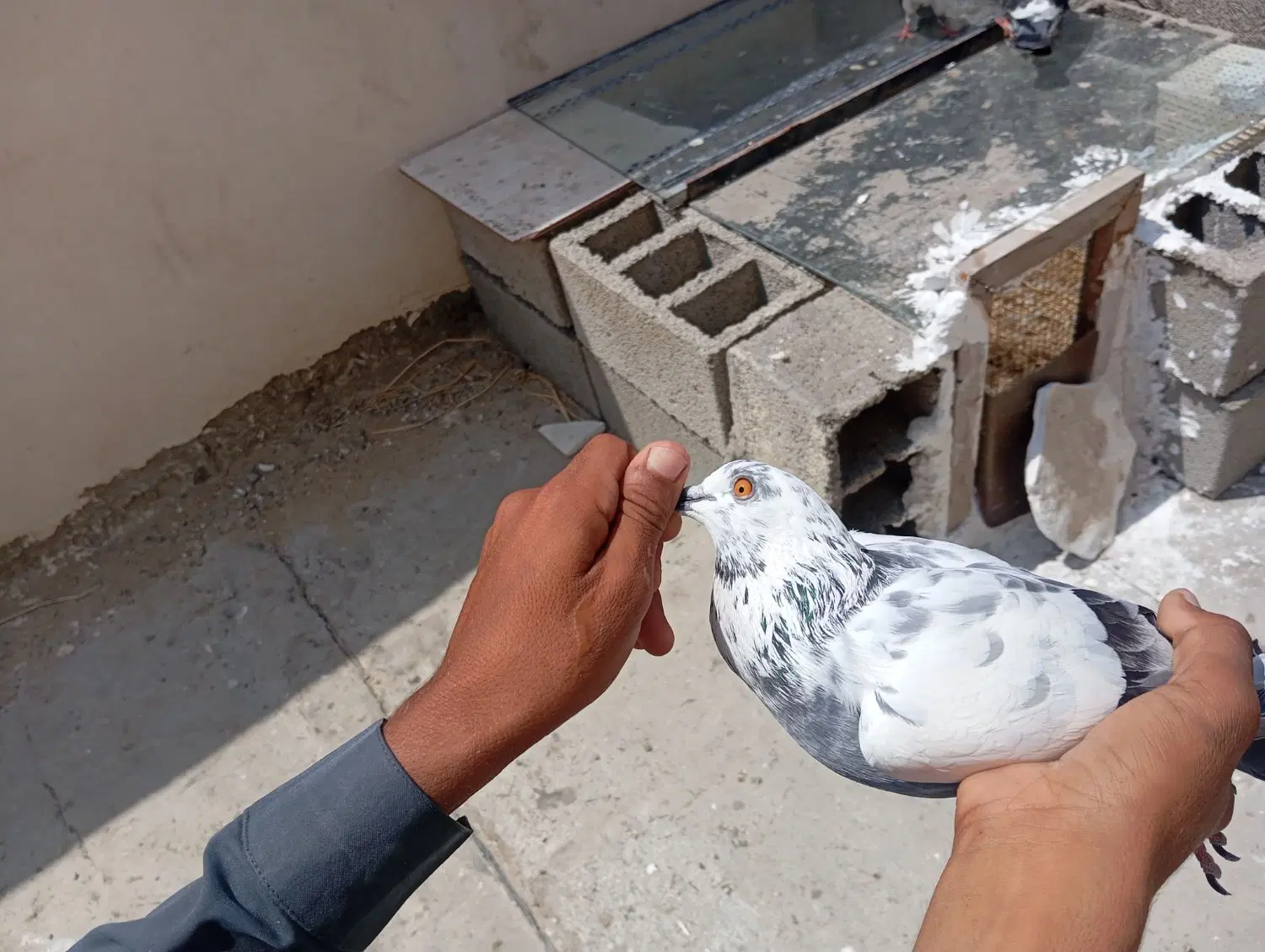 کفتر|پرنده|چابهار, |دیوار