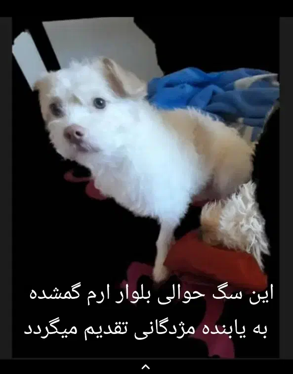 گمشده|حیوانات|همدان, |دیوار