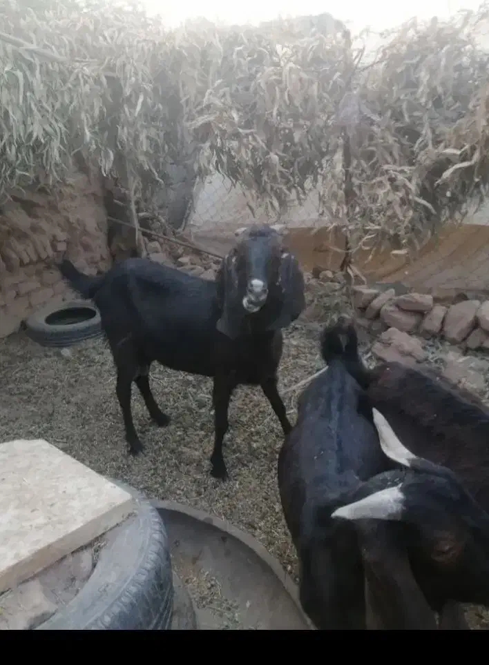 گوسفند|حیوانات مزرعه|زرند, |دیوار