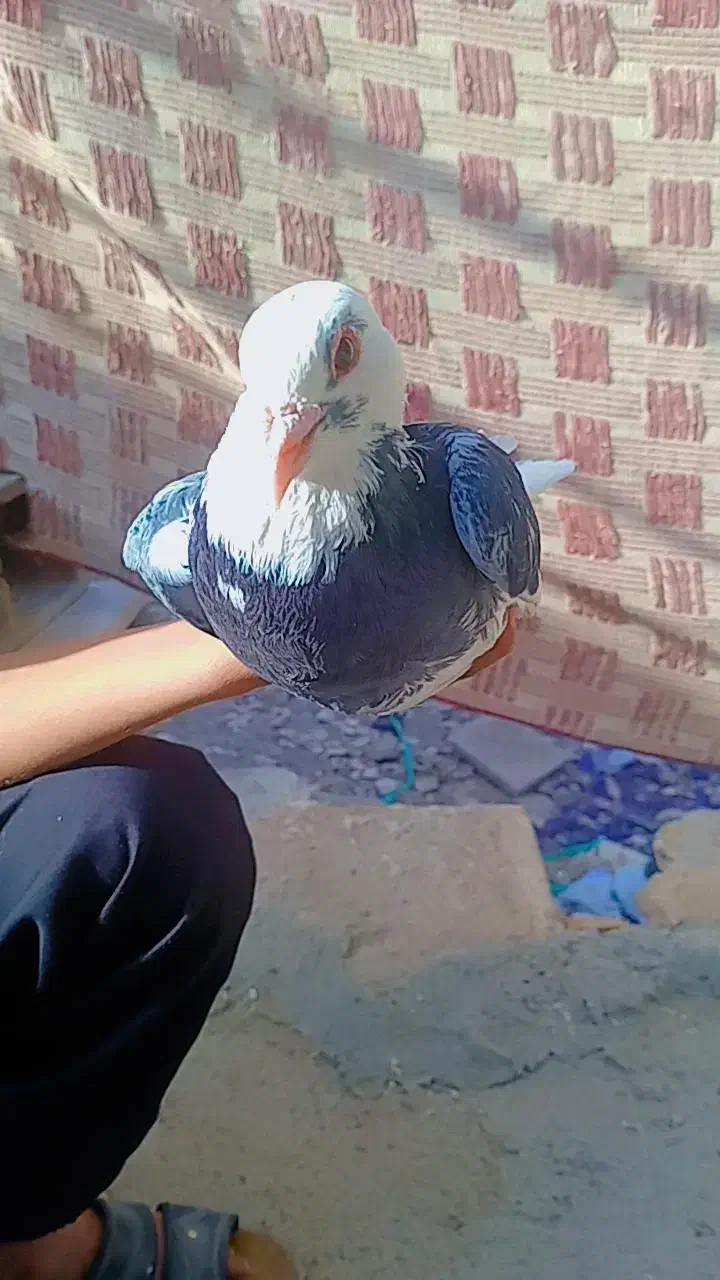 کبوتر ابلغ دم سفید|پرنده|صادق آباد, |دیوار