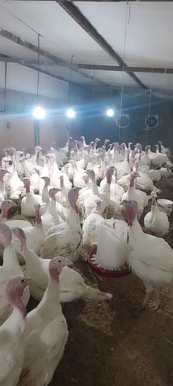 بوقلمون بیوتی وبوقلمون برنز موجود هست|حیوانات مزرعه|فامنین, |دیوار