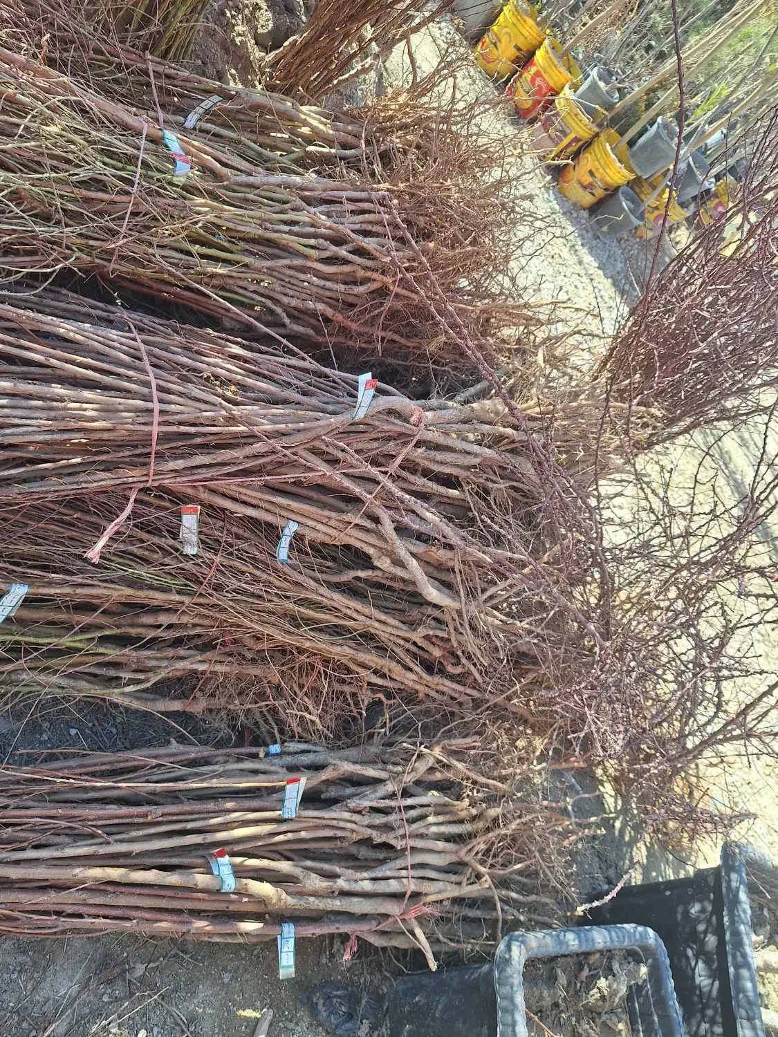 درخت ریشه ایی بادام مامایی شاهرودی نهالستان|خدمات باغبانی و درختکاری|فلاورجان, |دیوار