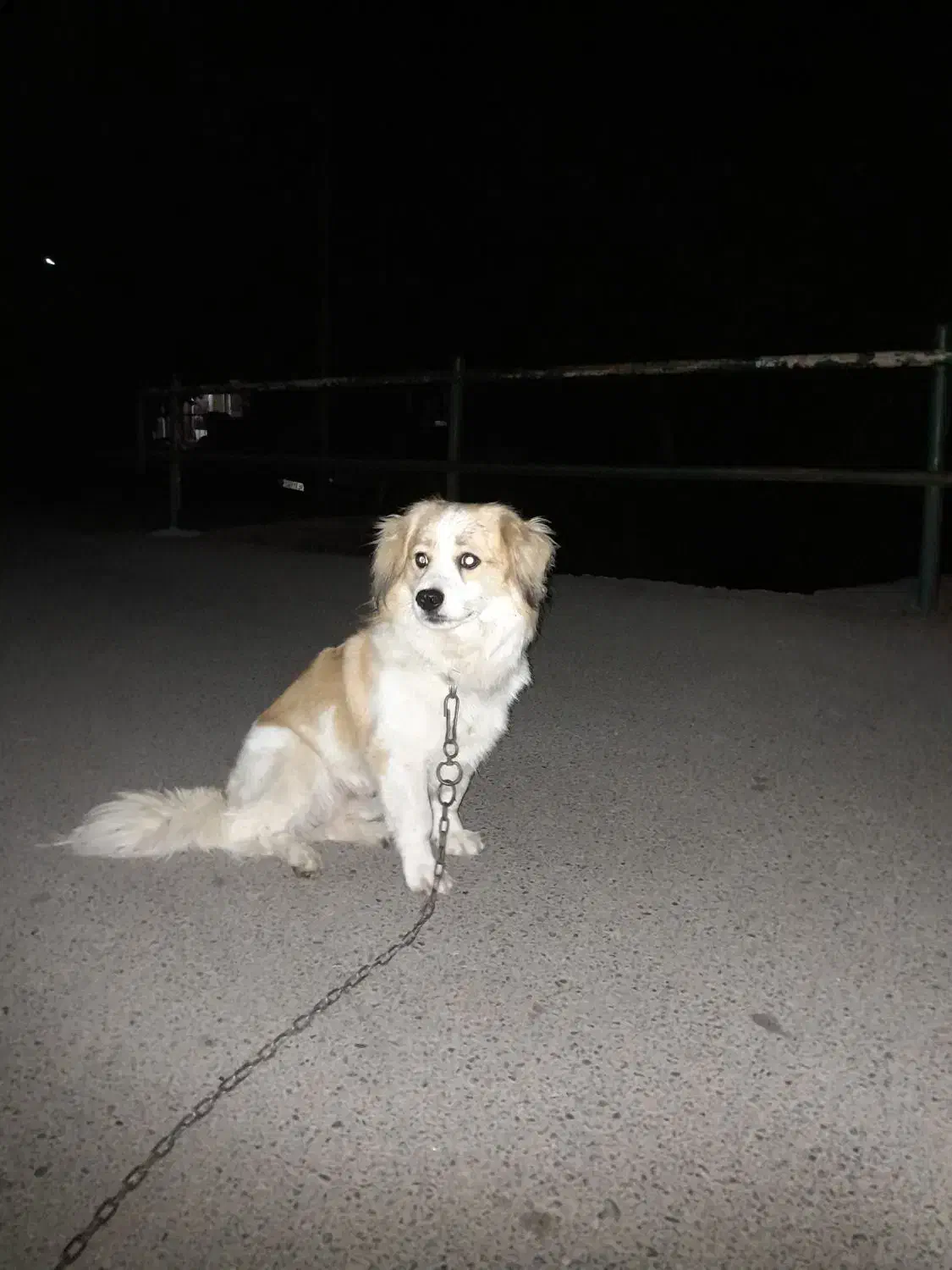 پاکوتاه شیتزو|سگ|لیسار, |دیوار