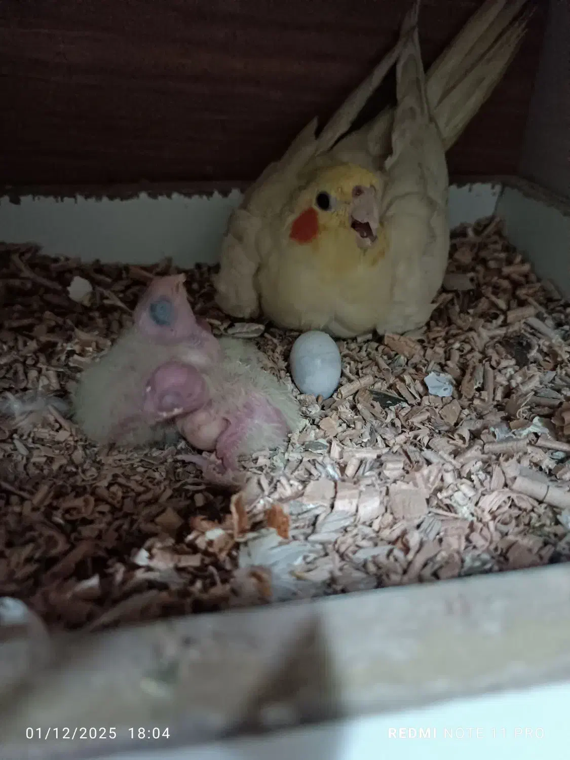 جوجه عروس|پرنده|قم, دروازه ری|دیوار