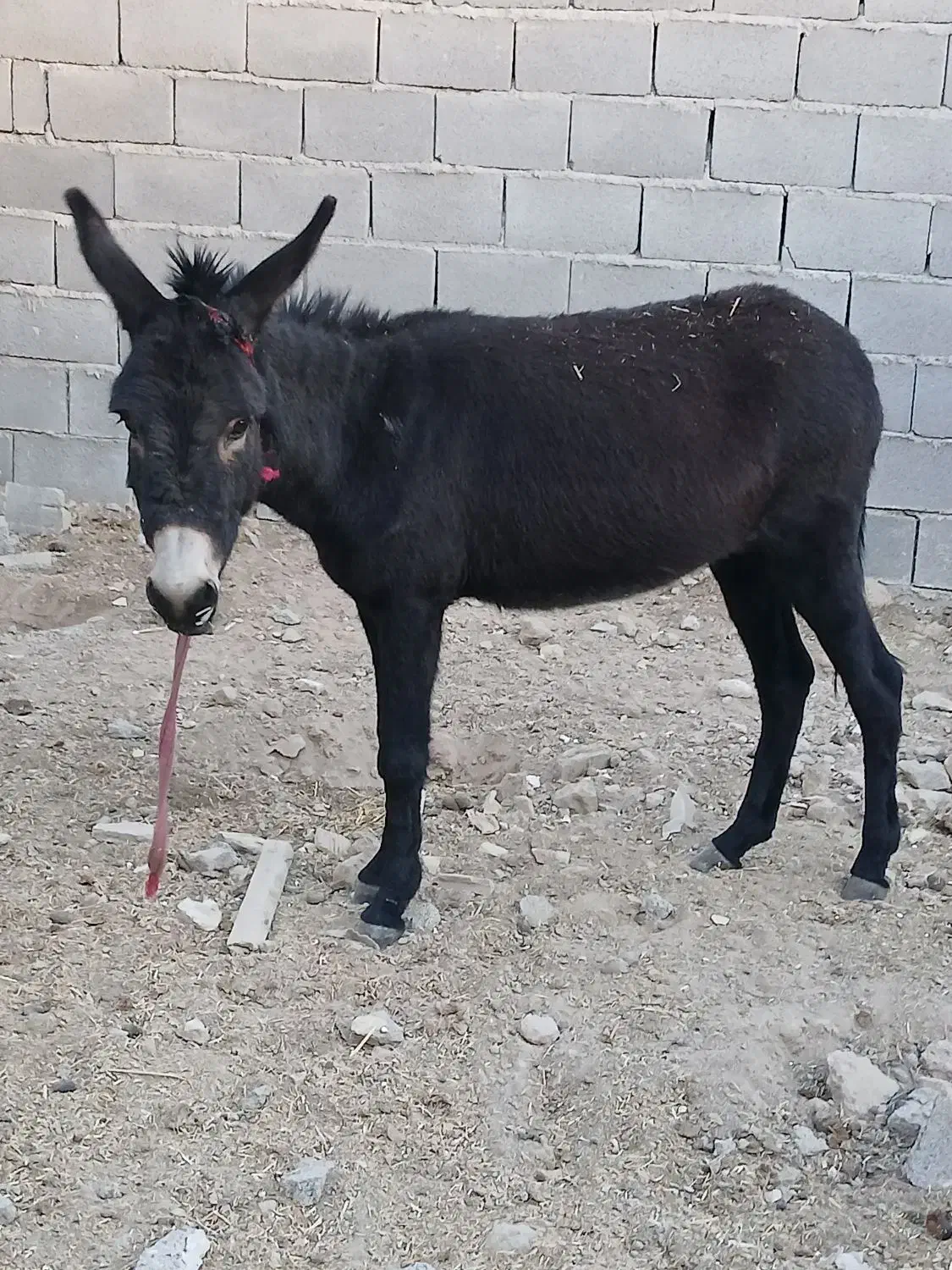 خر گله ای کوه رو|حیوانات مزرعه|مرودشت, استادیوم|دیوار