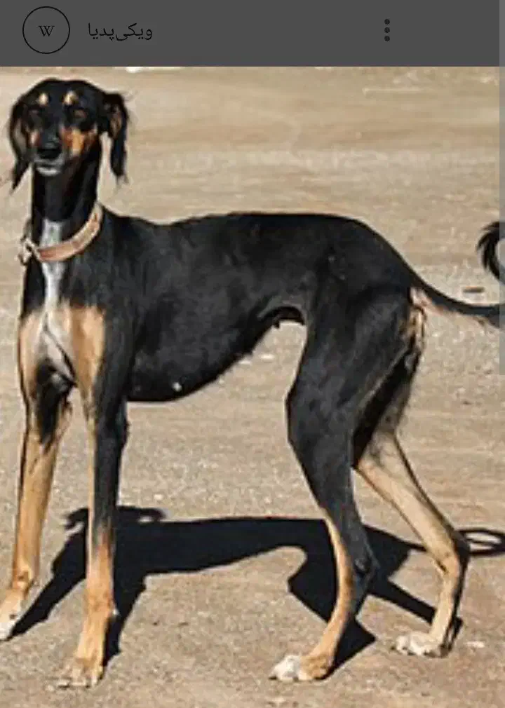سگ دو رگه ژرمن و تازی شکاری|سگ|جیرفت, |دیوار