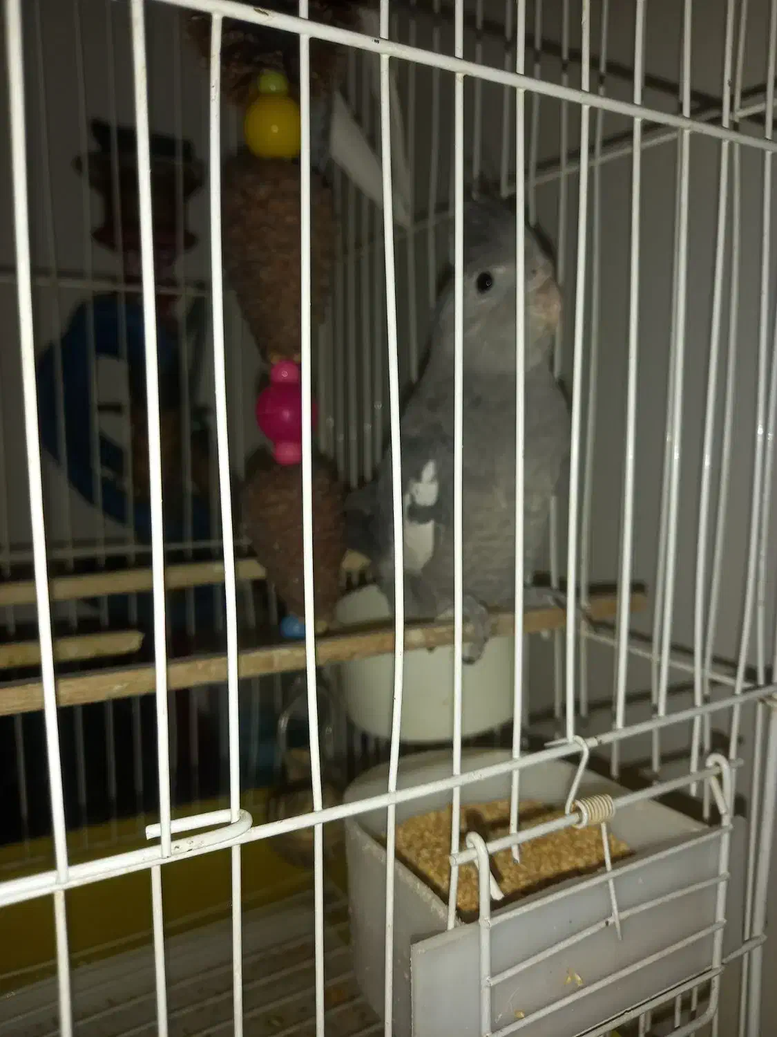 جوجه عروس دونخور معاوضه|پرنده|ری, سیزده آبان|دیوار