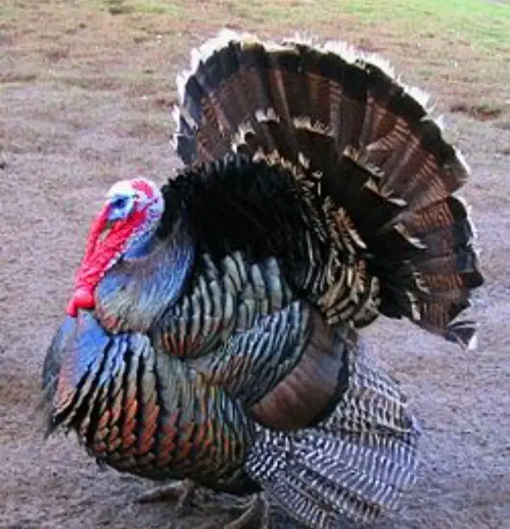 بوقلمون|حیوانات مزرعه|کوهسار (آذربایجان), |دیوار