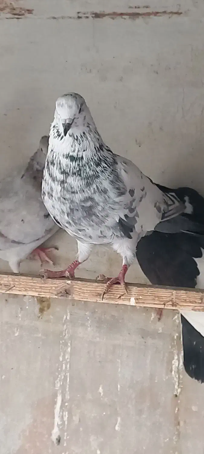 کبوتر|پرنده|ری, شهادت|دیوار