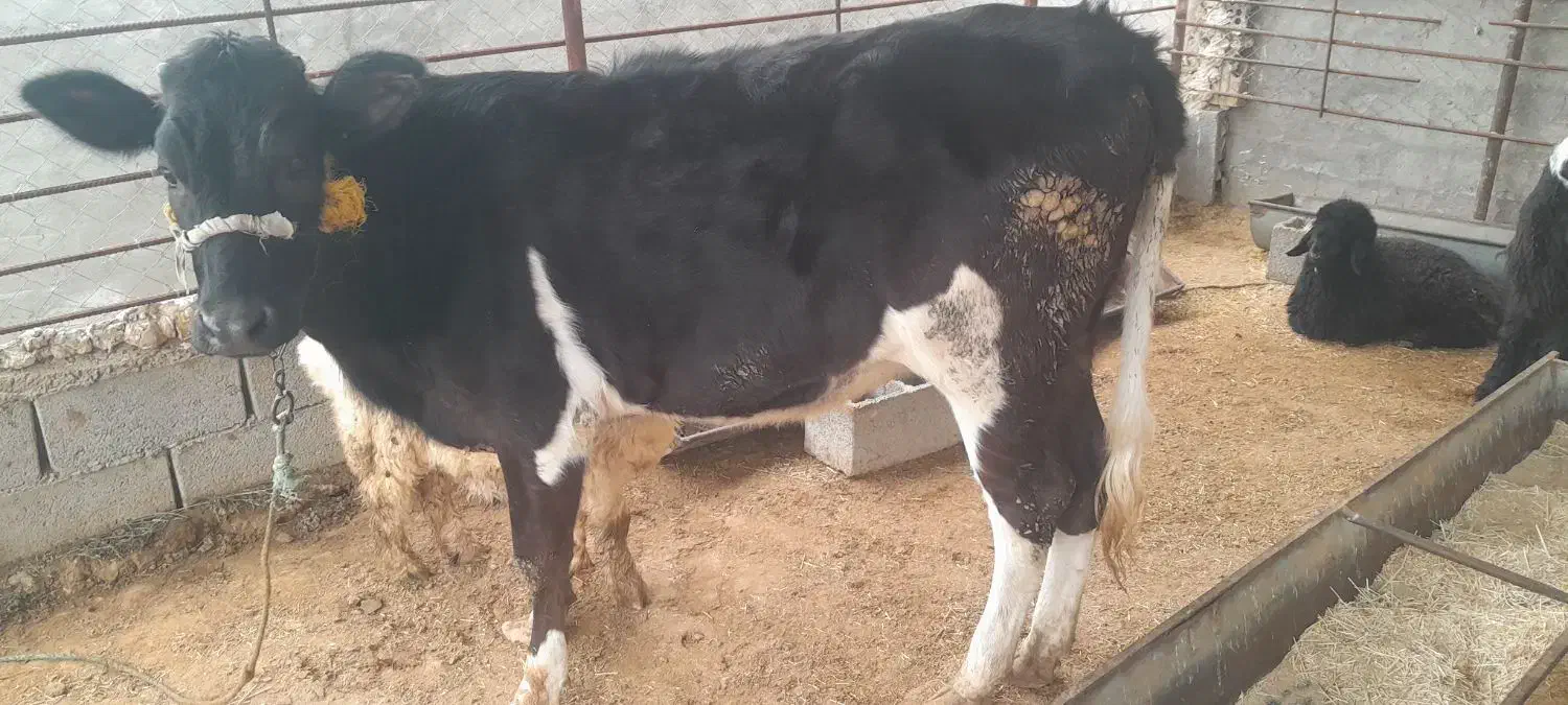 گاو|حیوانات مزرعه|مسجد سلیمان, |دیوار