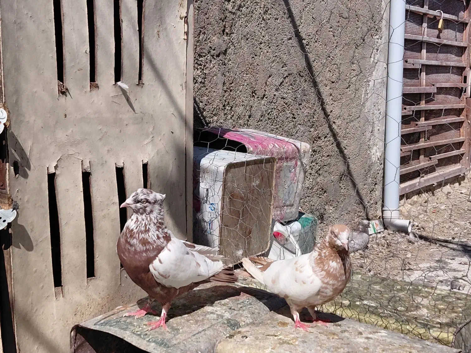 کفتر|پرنده|شیراز, کوشک میدان|دیوار