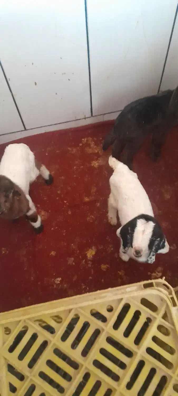 کهره شیری|حیوانات مزرعه|مرودشت, دولت آباد|دیوار