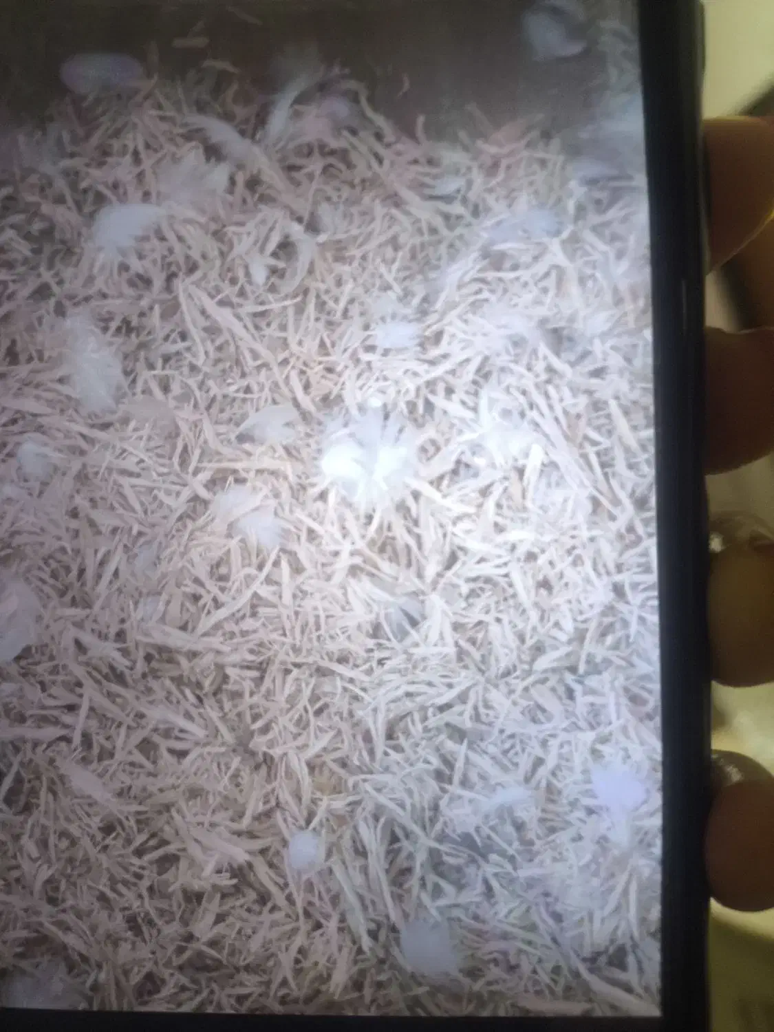 لانه پرنده|لوازم جانبی حیوانات|بندر انزلی, معلم|دیوار