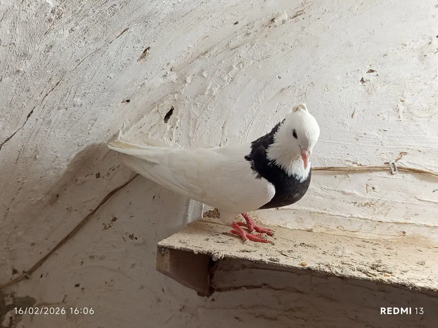 کفتر طوقی|پرنده|اردکان, |دیوار